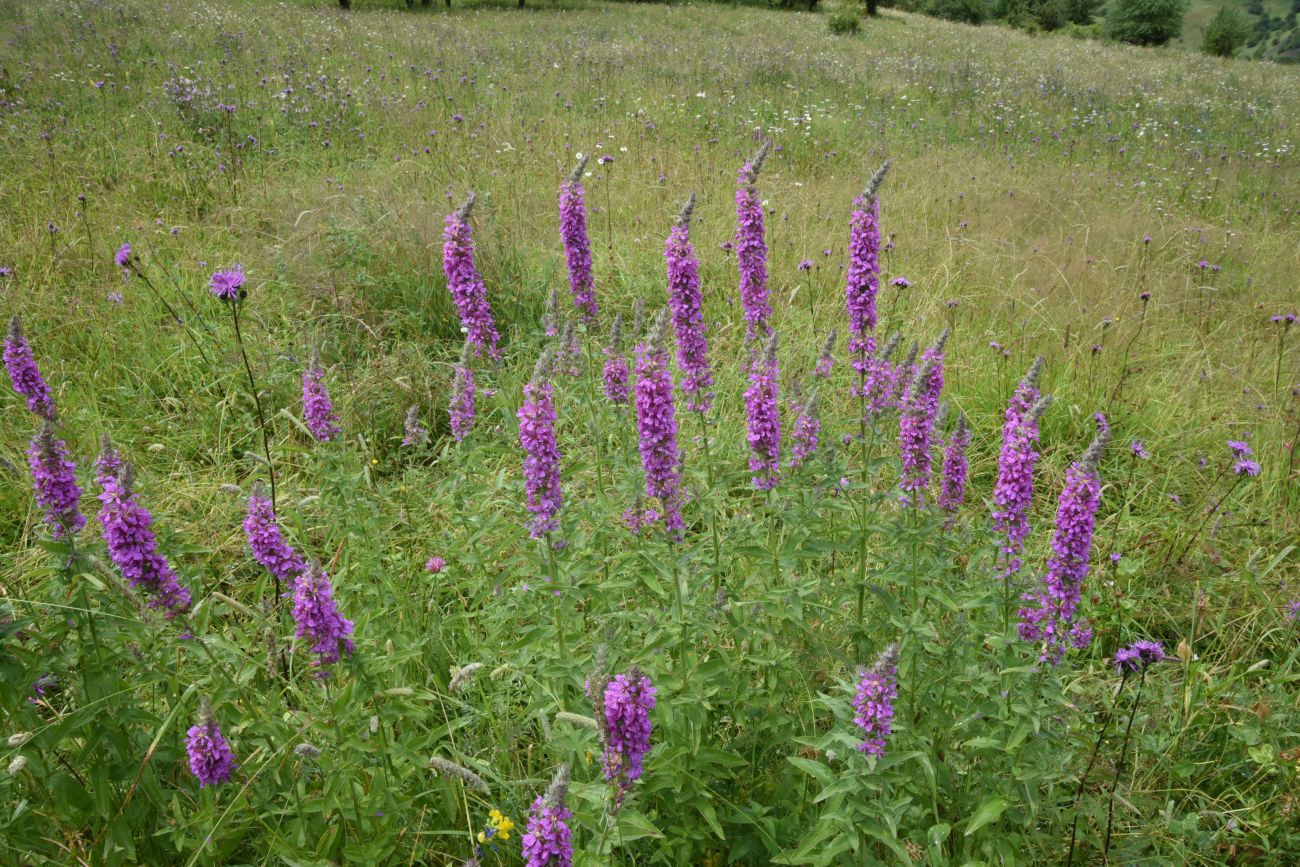 Изображение особи Lythrum salicaria.