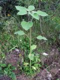 Helianthus annuus