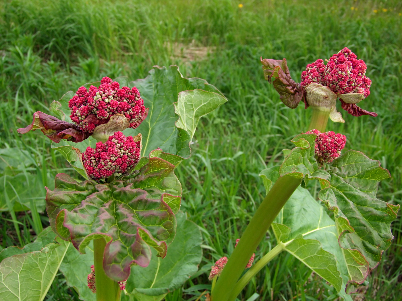 Image of Rheum rhabarbarum specimen.