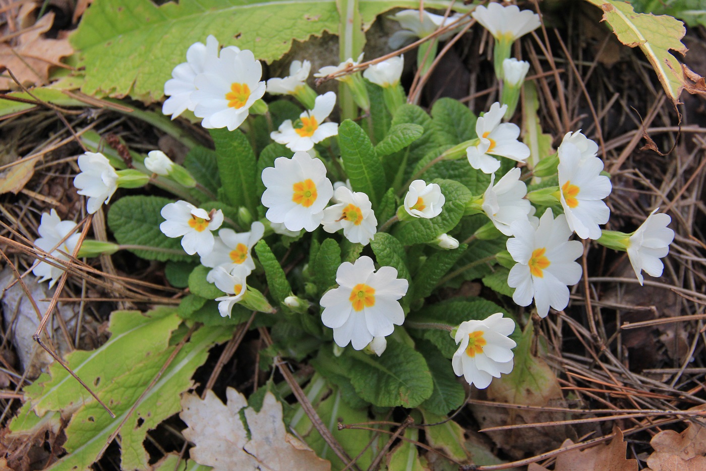 Изображение особи Primula vulgaris.