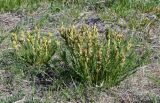 Oxytropis muricata. Плодоносящие растения. Хакасия, Орджоникидзевский р-н, горная гряда Сундуки, степной склон у подножия скал. 07.06.2022.