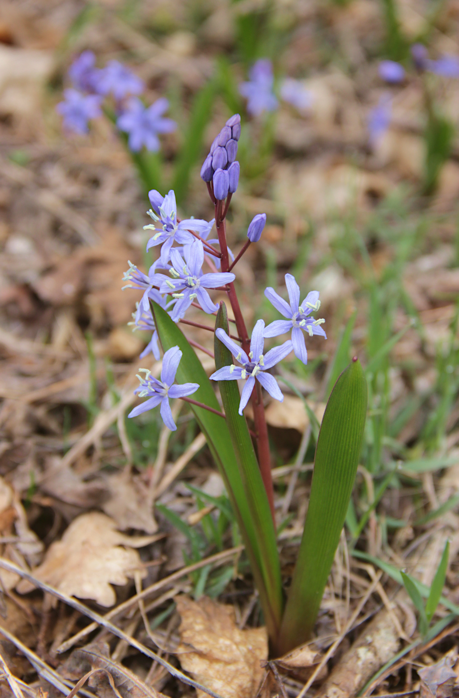 Image of Scilla bifolia specimen.