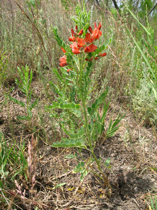 Изображение особи Sphaerophysa salsula.