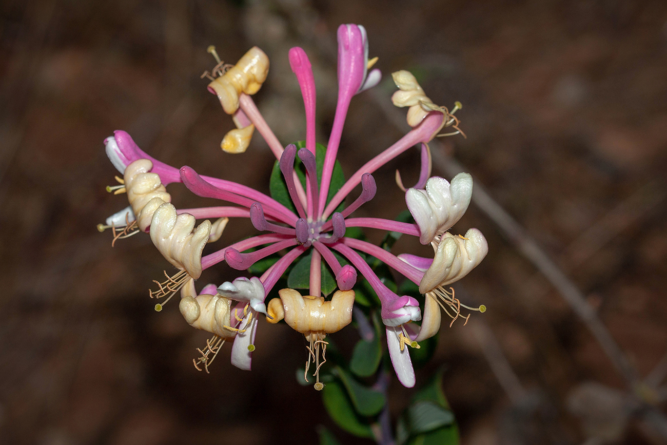 Image of genus Lonicera specimen.