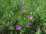 Geranium sanguineum