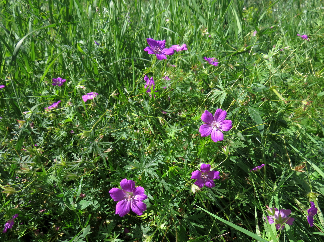 Изображение особи Geranium sanguineum.