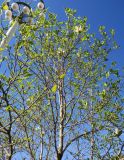 Magnolia kobus. Крона цветущего дерева. Москва, ВДНХ, у фонтана \"Дружба народов\", в культуре. 02.05.2023.