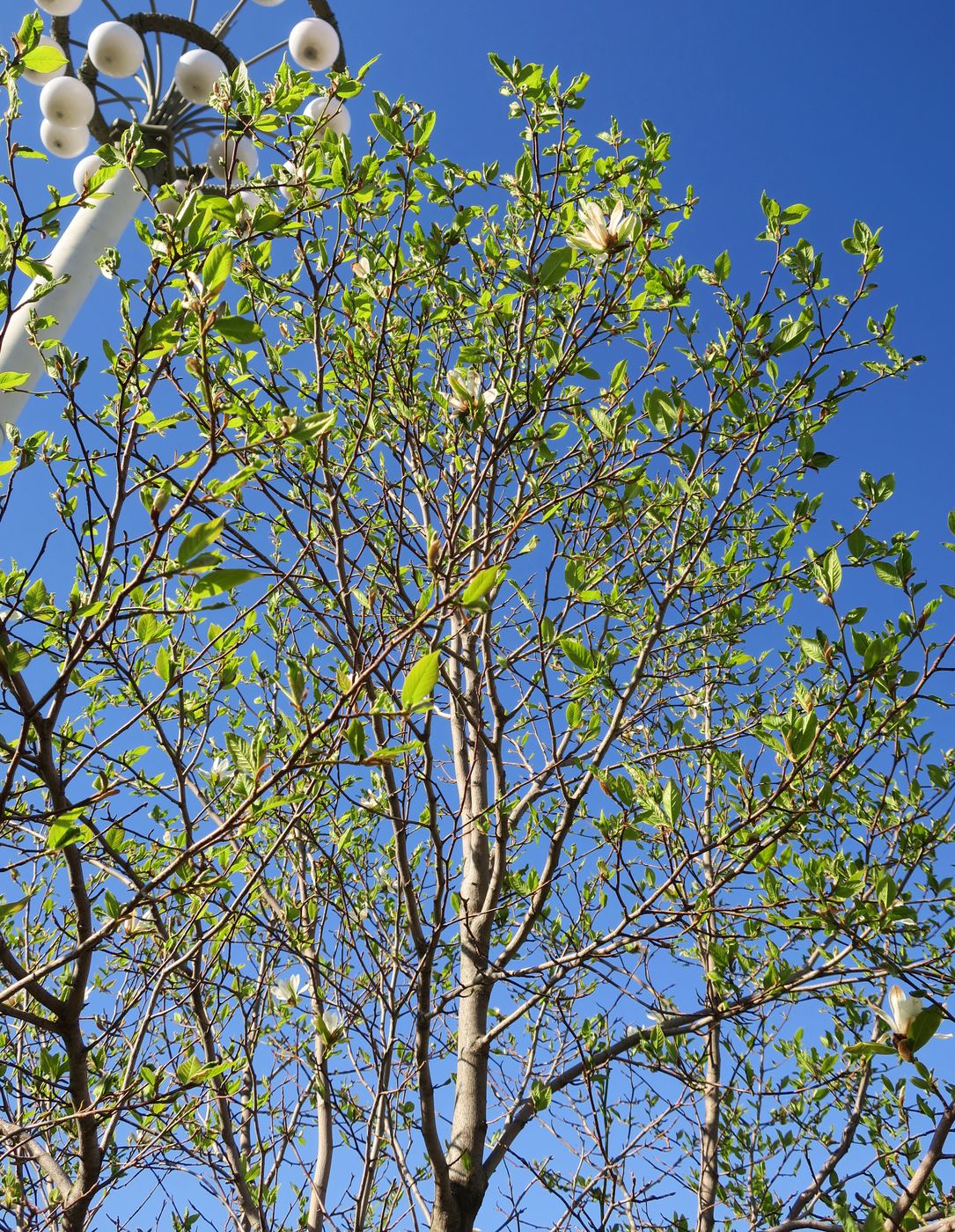 Image of Magnolia kobus specimen.