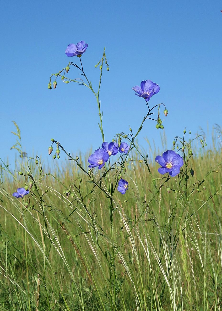 Image of Linum austriacum specimen.