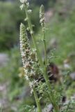 Reseda alba