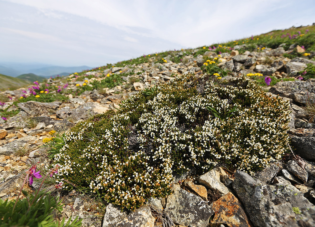 Изображение особи Cassiope ericoides.