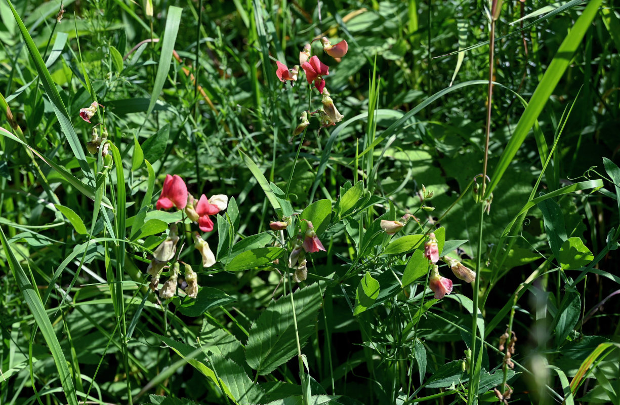 Image of Lathyrus litvinovii specimen.
