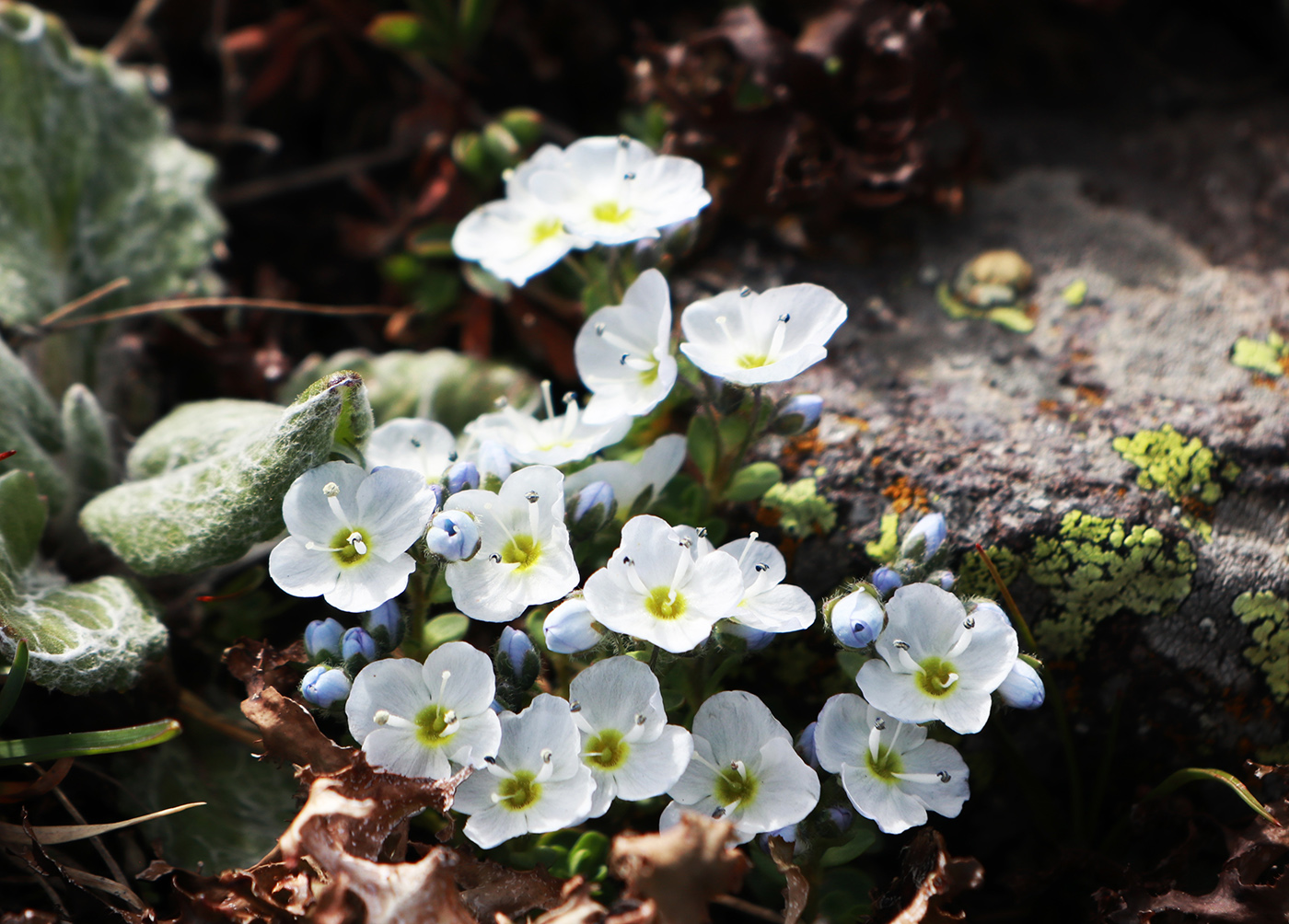 Image of Veronica minuta specimen.