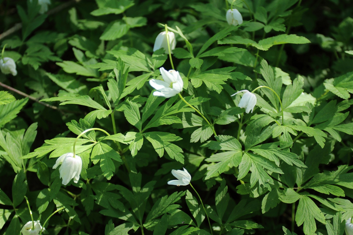 Image of Anemone nemorosa specimen.