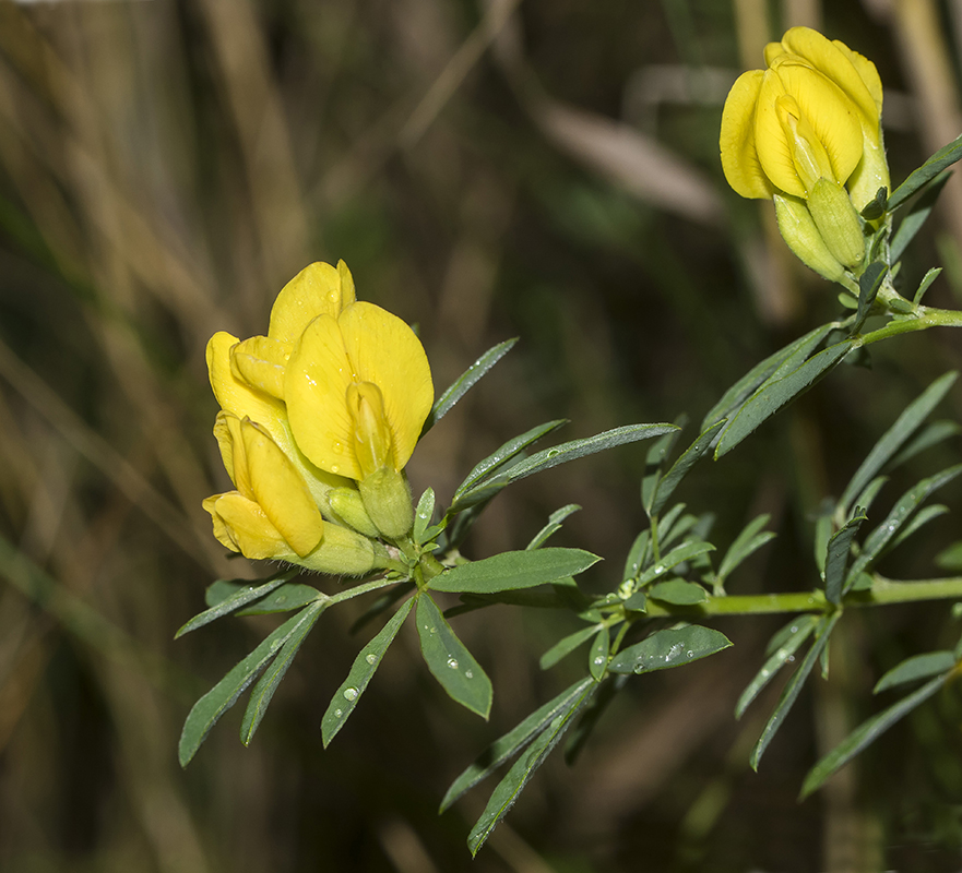 Image of Chamaecytisus austriacus specimen.
