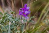 Vicia sosnowskyi
