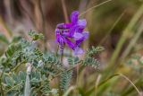 Vicia sosnowskyi. Соцветие и листья. Кабардино-Балкария, Эльбрусский р-н, пик Терскол, ≈ 2600 м н.у.м., земляной склон. 22.08.2023.