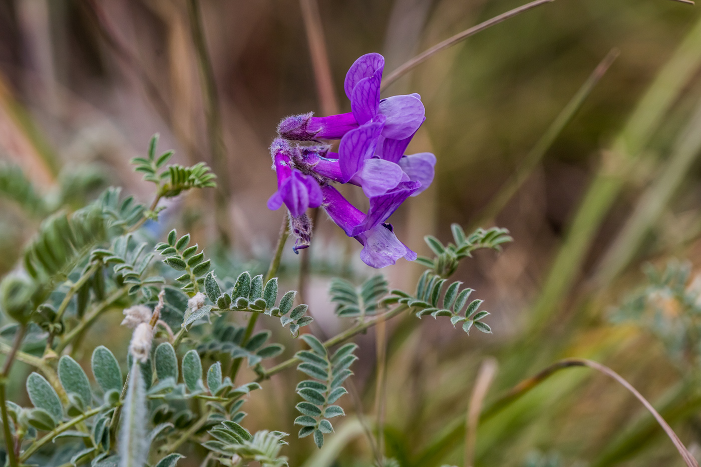 Изображение особи Vicia sosnowskyi.