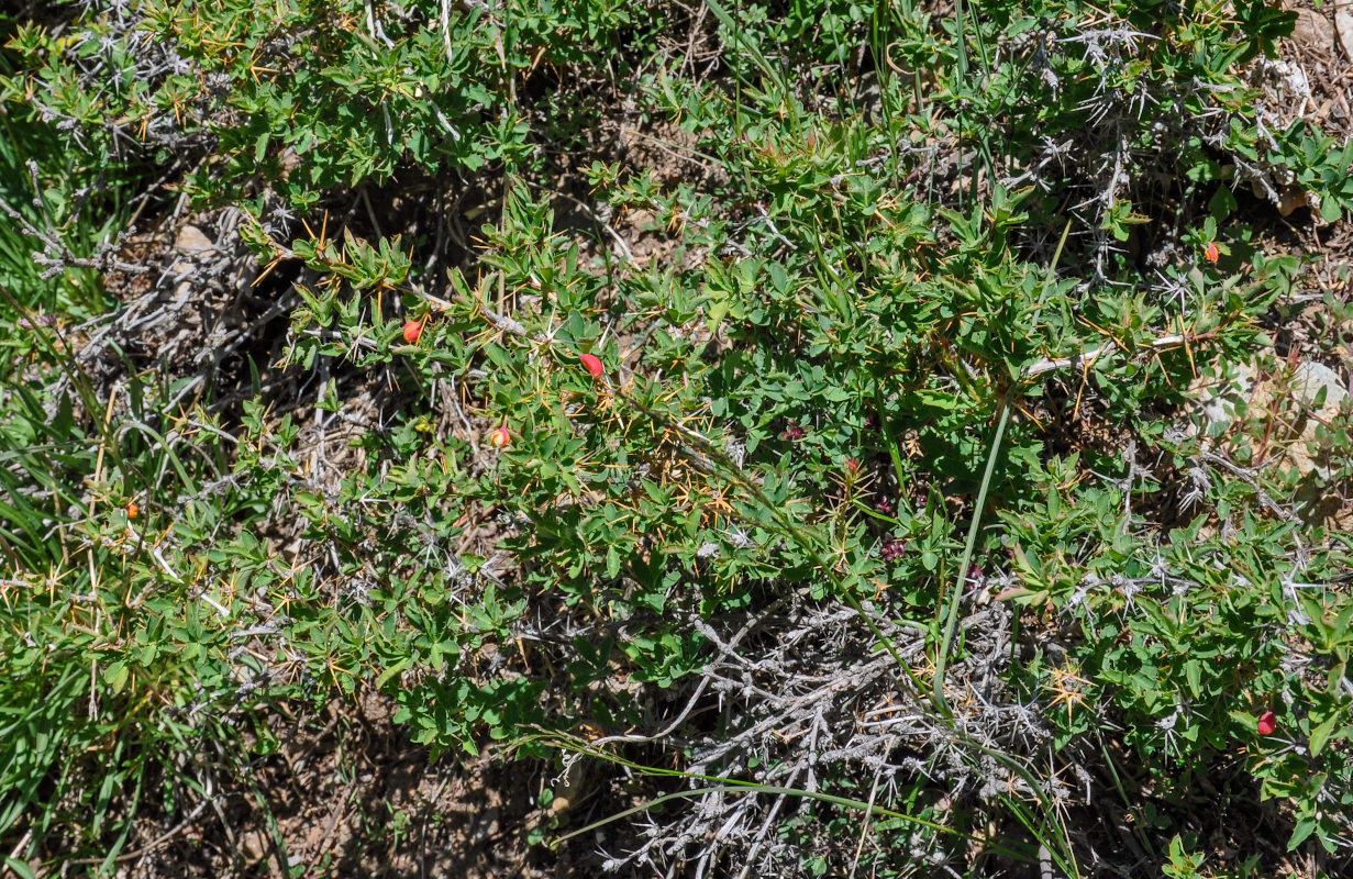 Image of Berberis sibirica specimen.