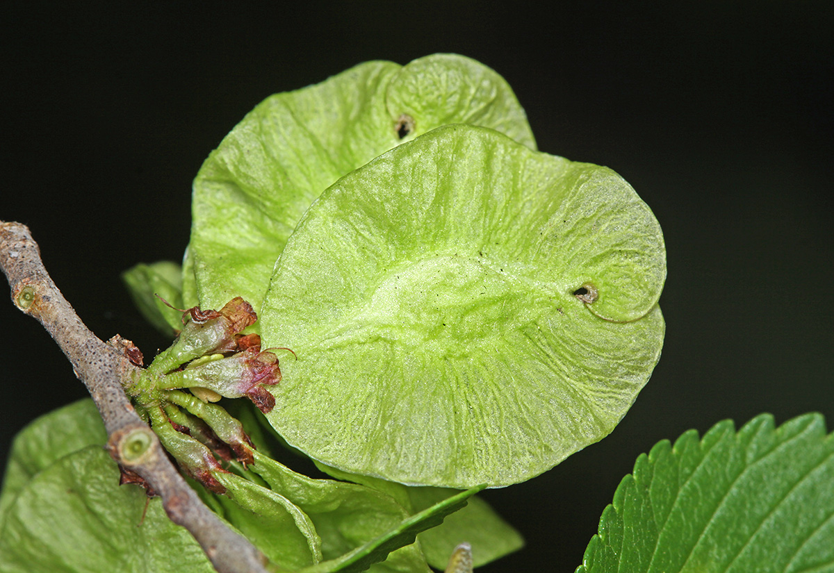 Image of Ulmus pumila specimen.