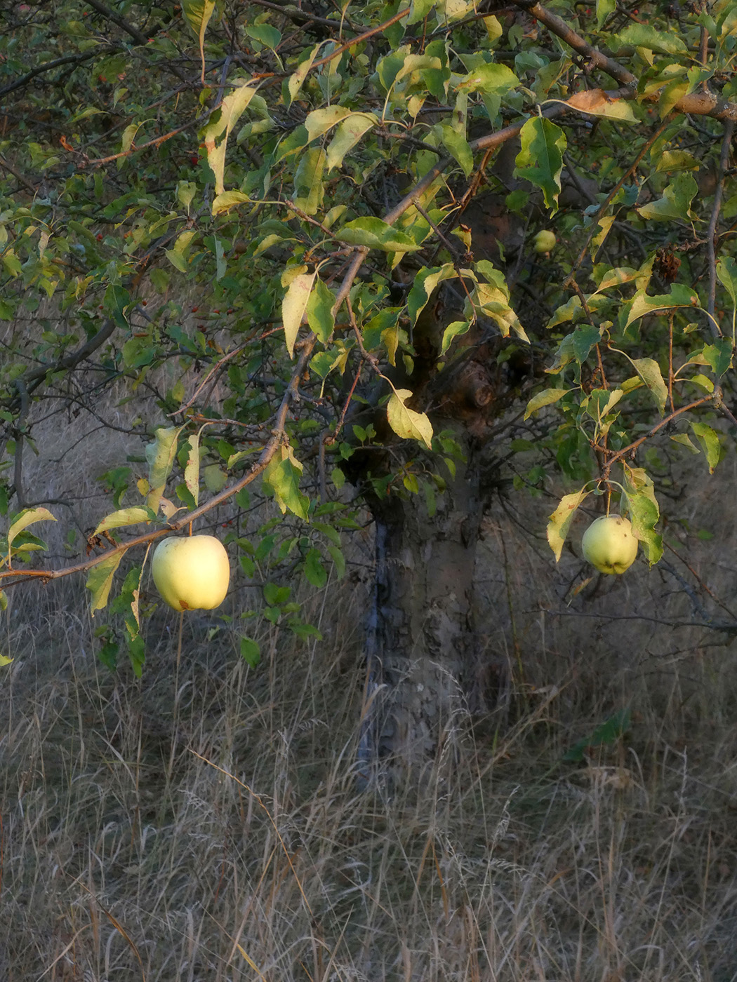 Image of Malus domestica specimen.