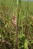 Crepis biennis