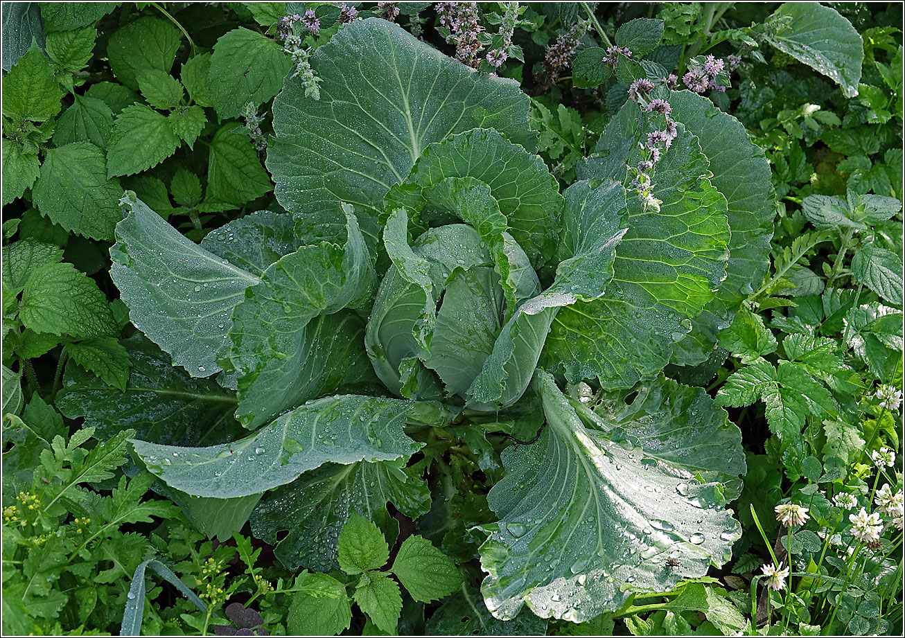 Изображение особи Brassica oleracea var. capitata.