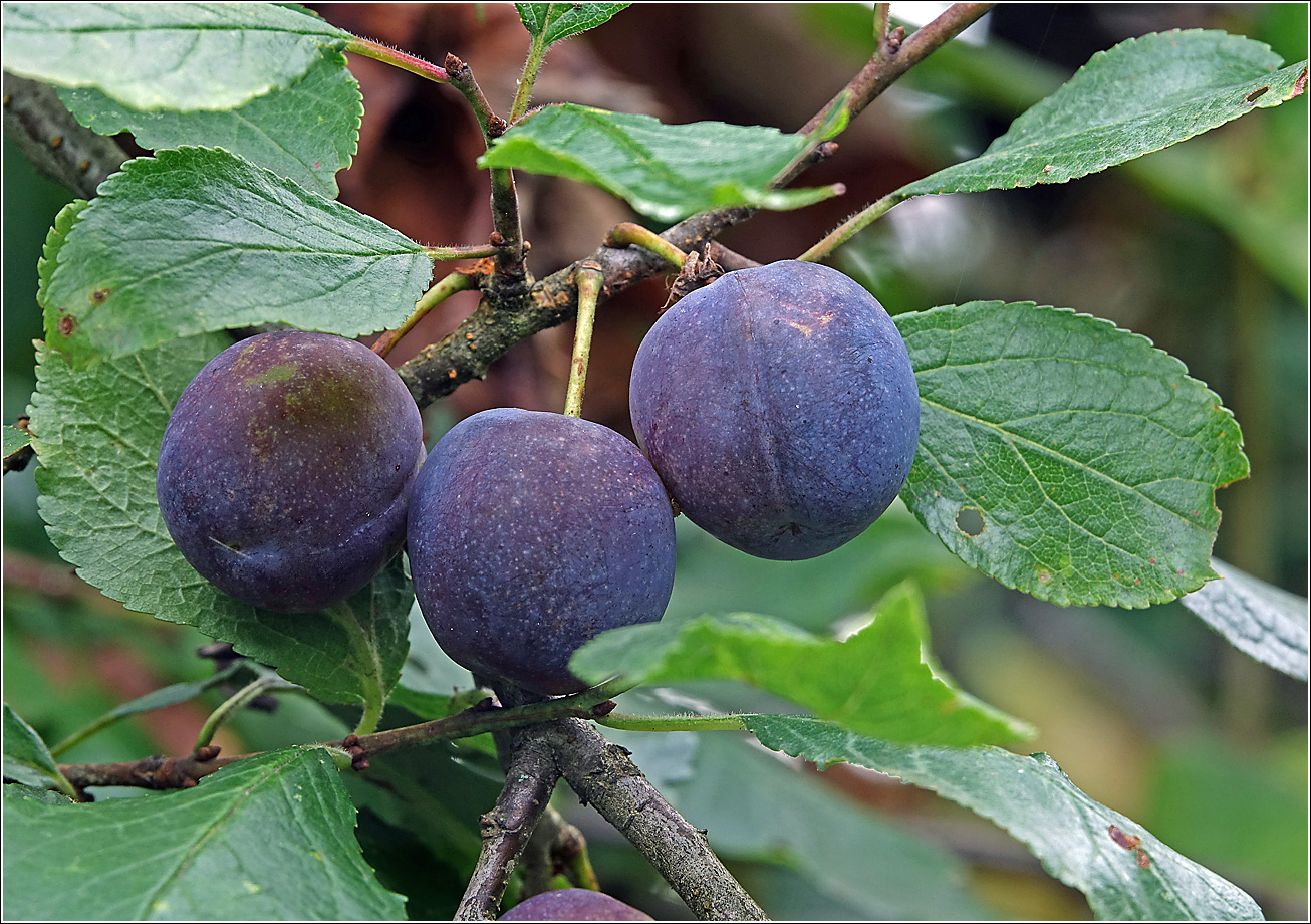 Изображение особи Prunus spinosa.