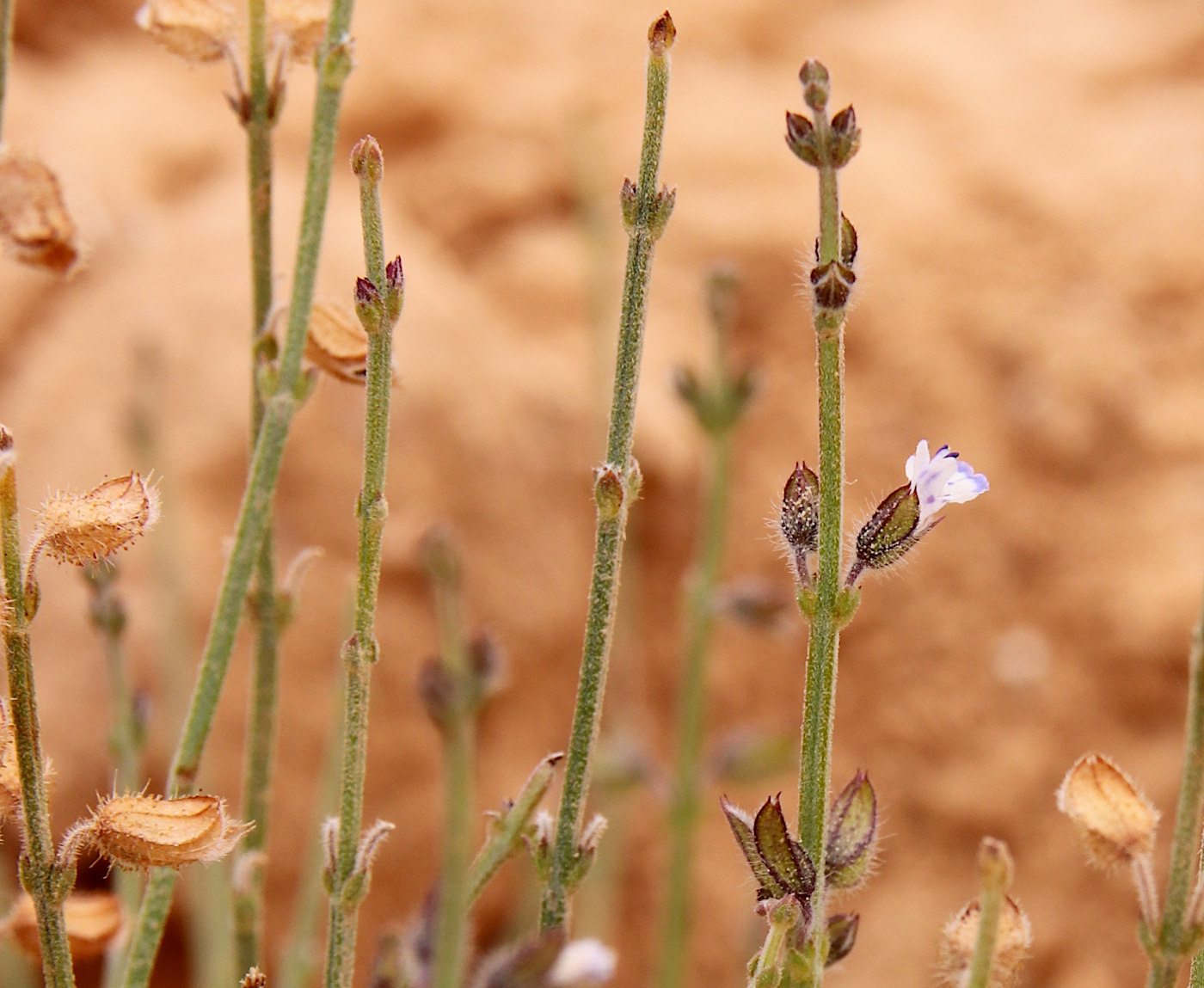 Image of Salvia aegyptiaca specimen.