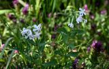 Saponaria officinalis