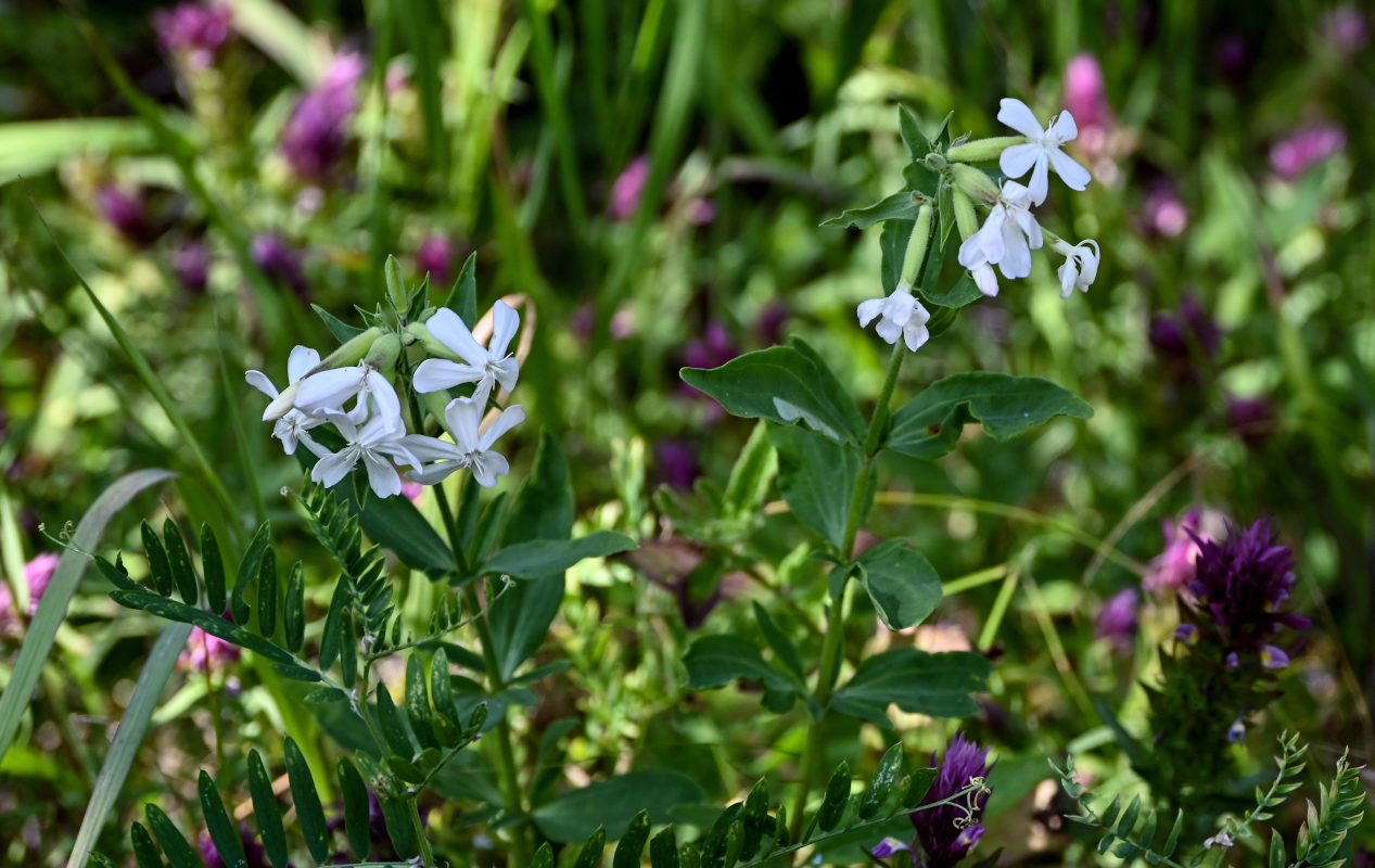 Изображение особи Saponaria officinalis.