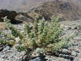 Lagochilus proskorjakovii. Цветущее растение. Узбекистан, хр. Нуратау, Нуратинский заповедник, каменистый западный склон горы Хаят-Баши (высшая точка хр. Нуратау, 2169 м), около 2160 м н.у.м. 10.08.2012.