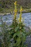 Verbascum phlomoides. Цветущие растения. Северная Осетия, Алагирский р-н, окр. пос. Верхний Фиагдон, каменистый берег реки. 23.07.2022.