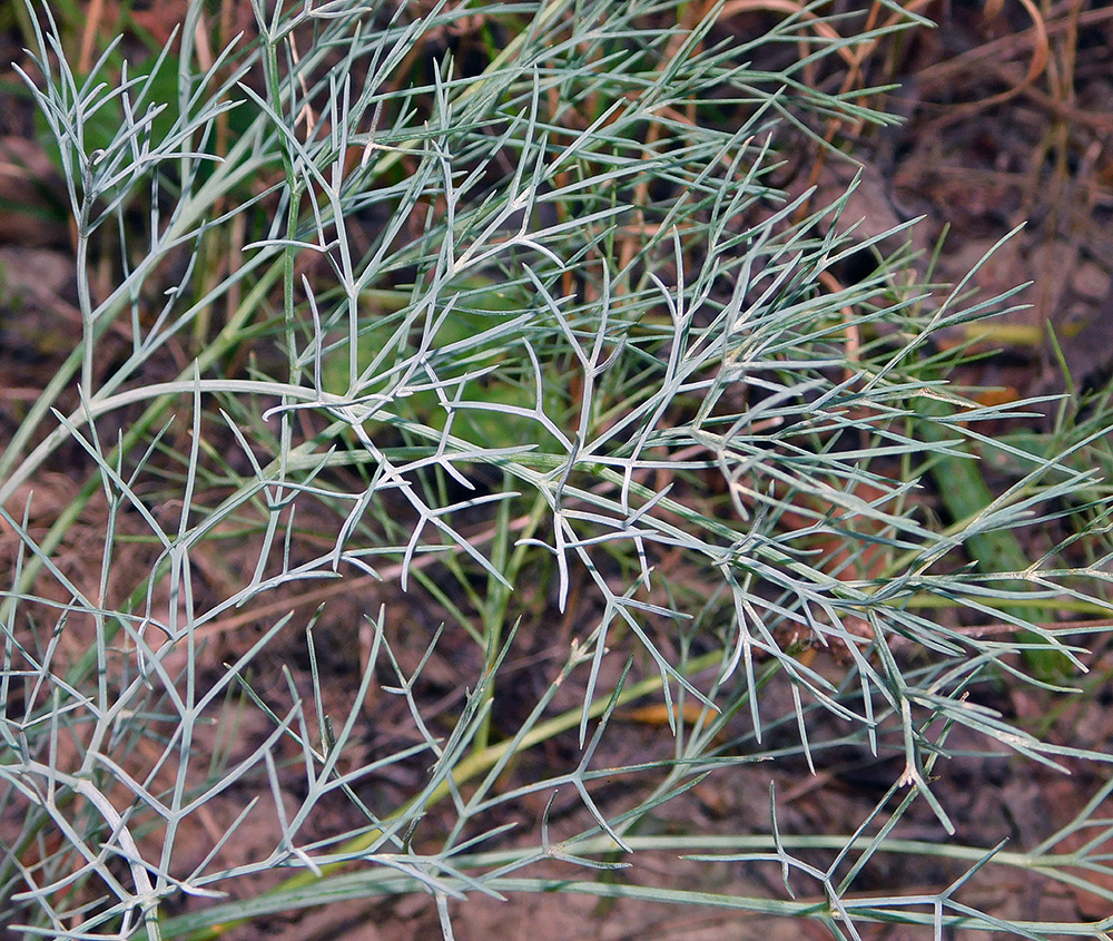 Image of Seseli rupicola specimen.
