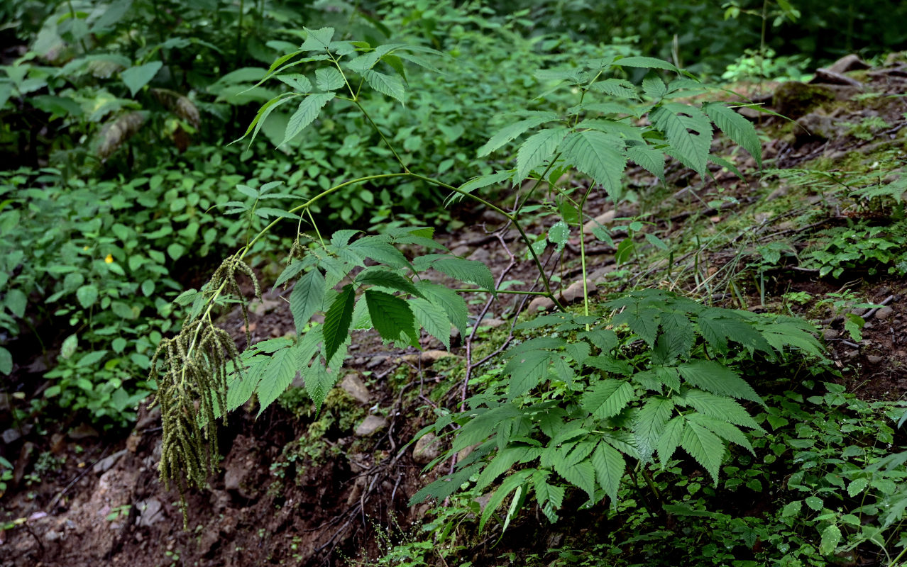 Изображение особи Aruncus dioicus.