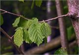 Corylus avellana