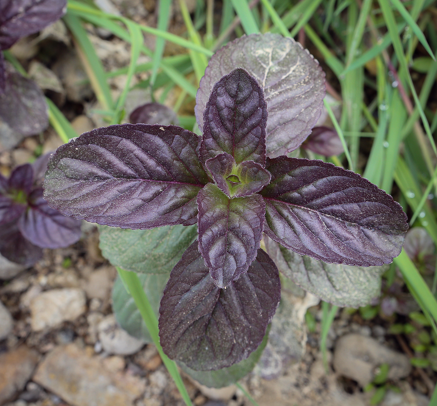 Image of Mentha aquatica specimen.