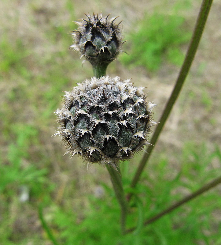Image of Centaurea scabiosa specimen.