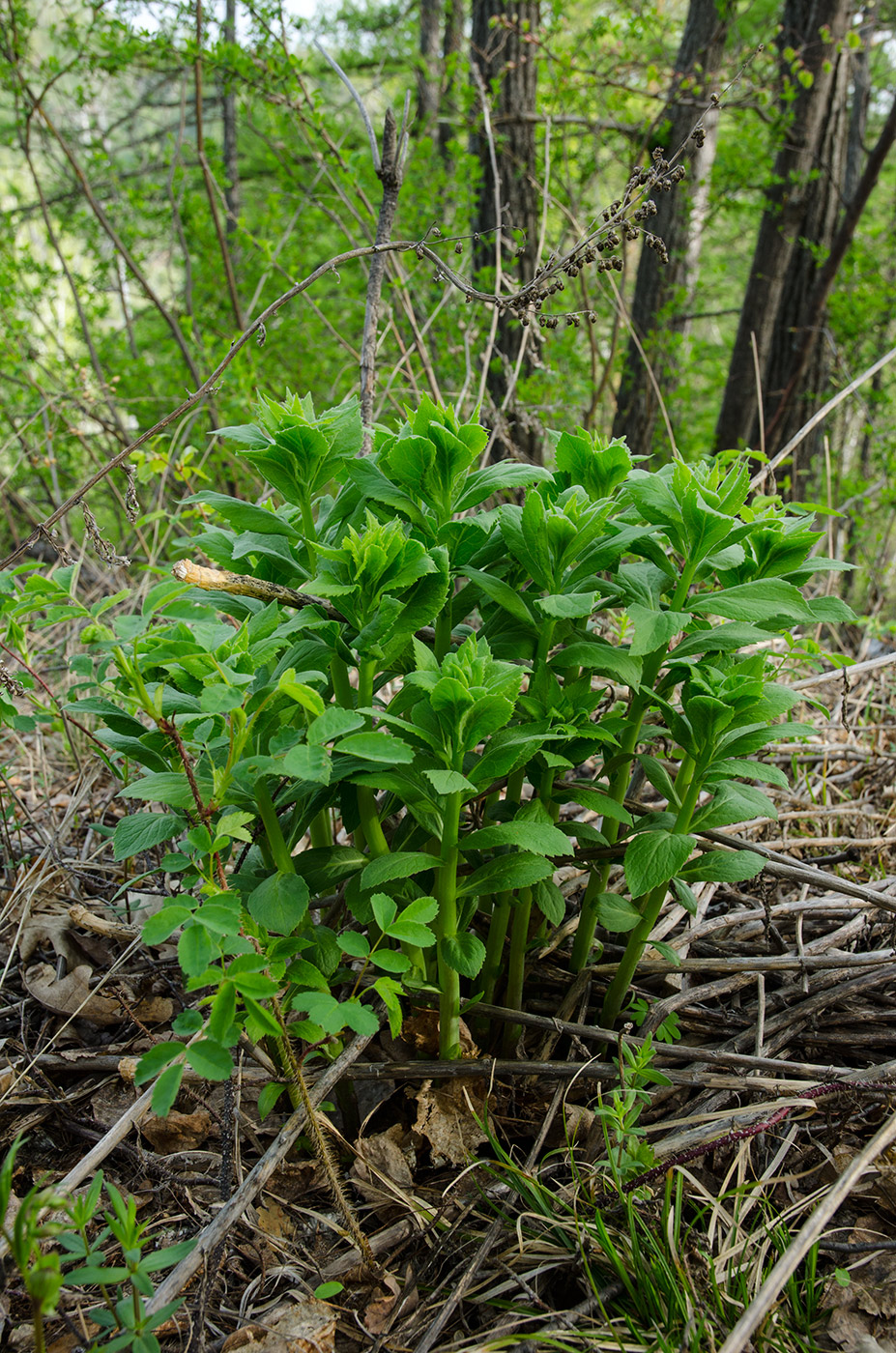 Изображение особи Adenophora liliifolia.