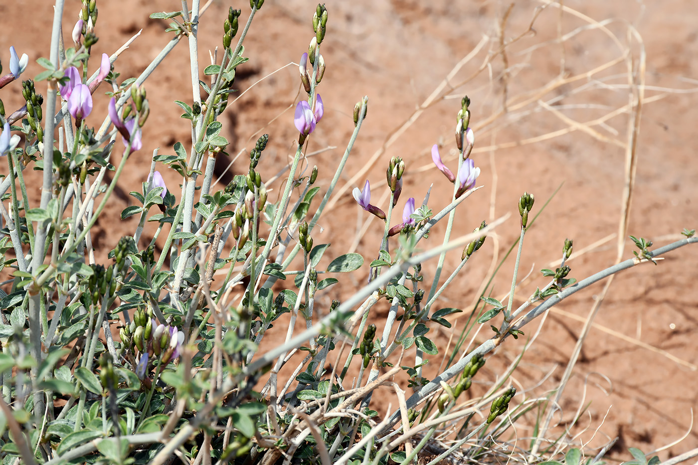Изображение особи Astragalus oldenburgii.