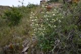 Silene quadriloba