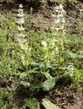Salvia sclarea