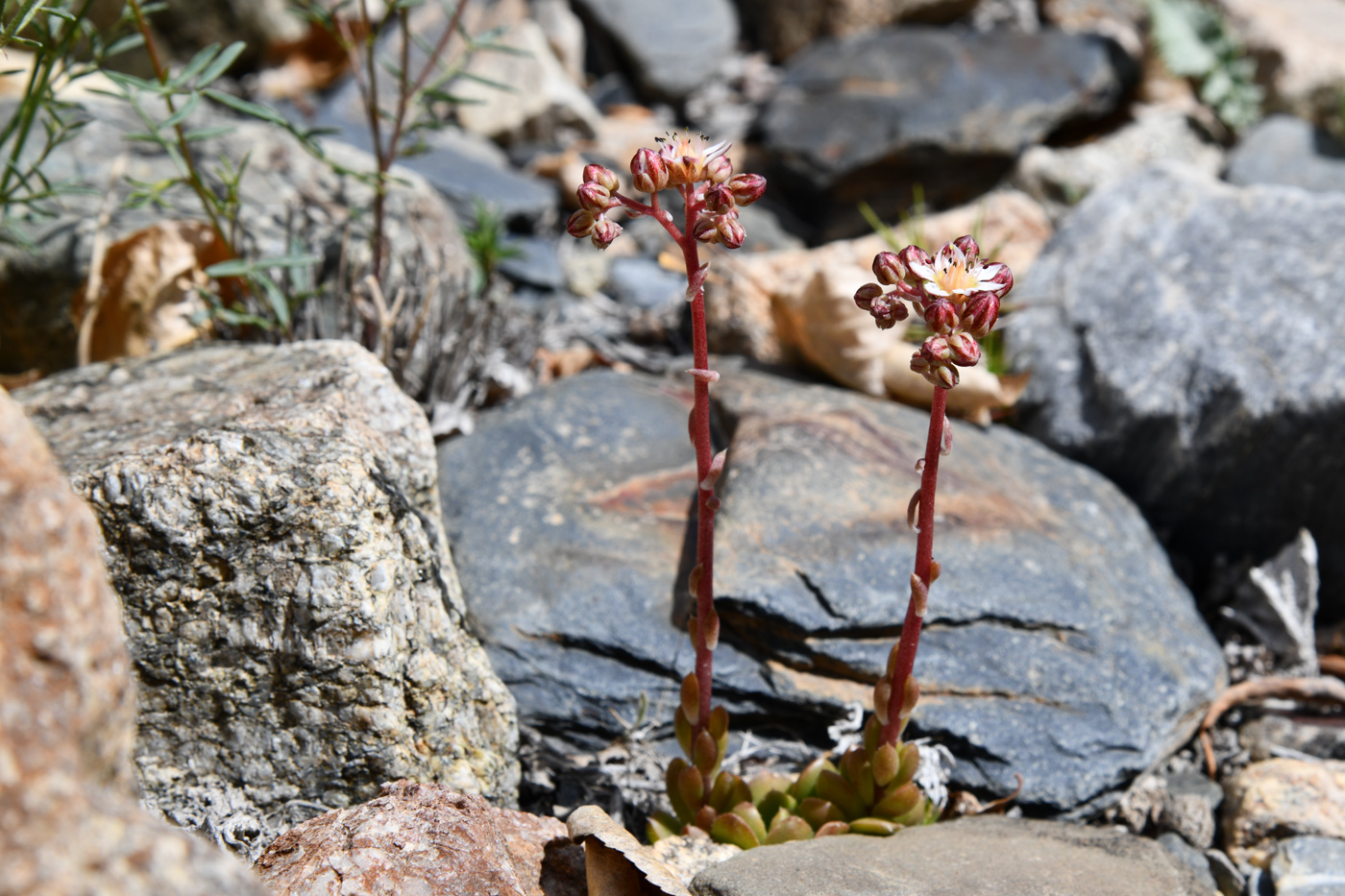 Изображение особи Rosularia alpestris.