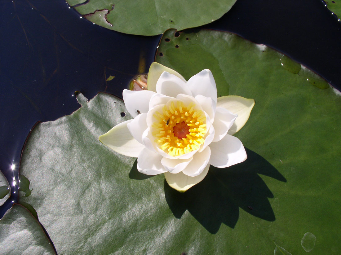 Image of Nymphaea &times; borealis specimen.