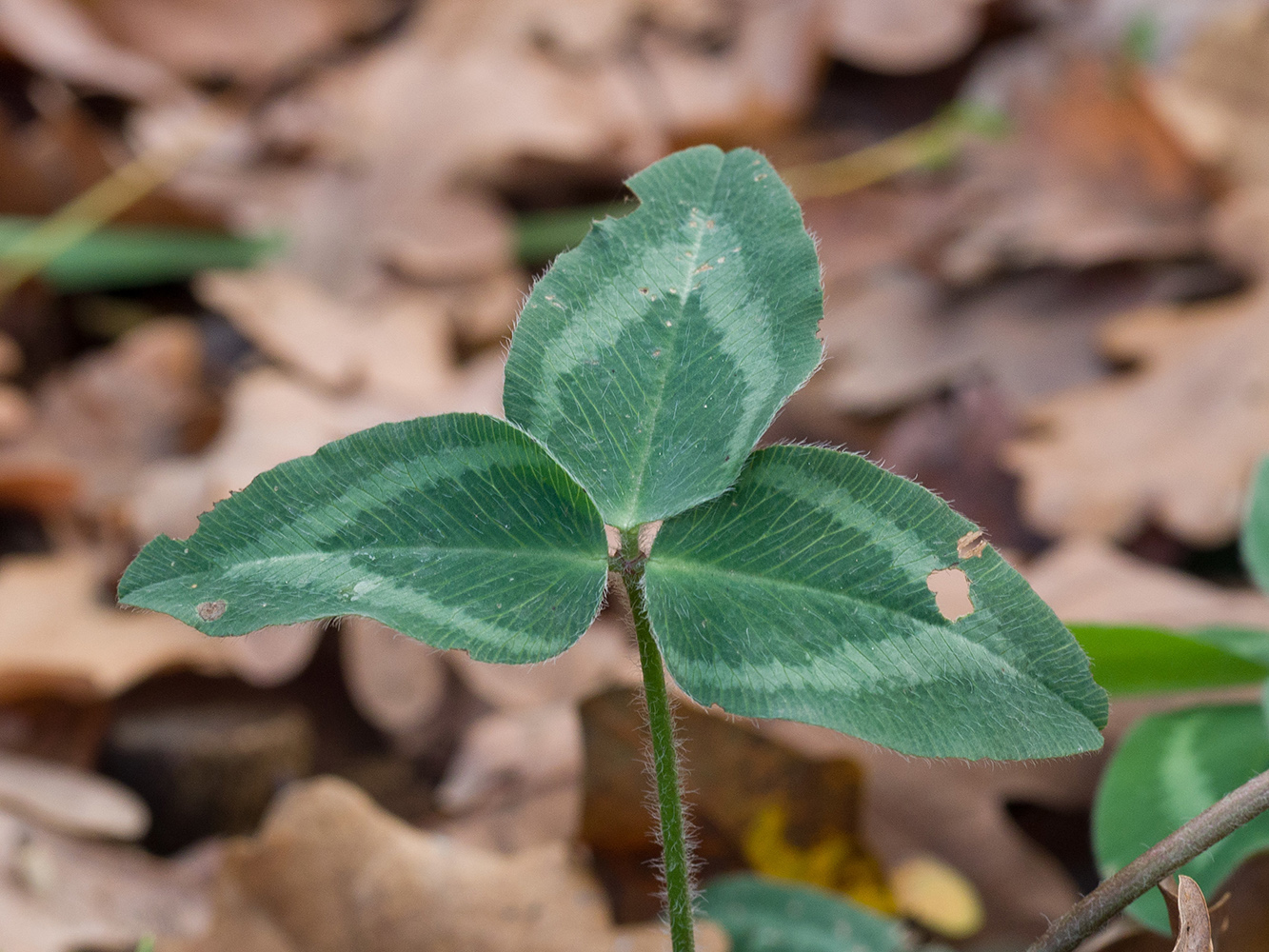 Изображение особи Trifolium pratense.