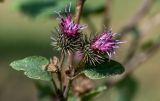 Arctium minus. Соцветия. Московская обл., окр. г. Железнодорожный, долина р. Чёрная, залежь. 26.08.2024.