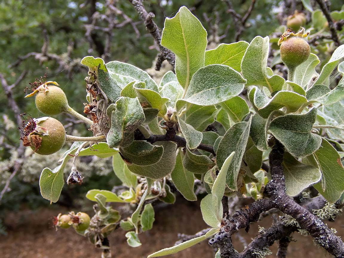 Image of Pyrus elaeagrifolia specimen.