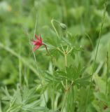 Geranium sanguineum
