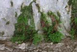Adiantum capillus-veneris