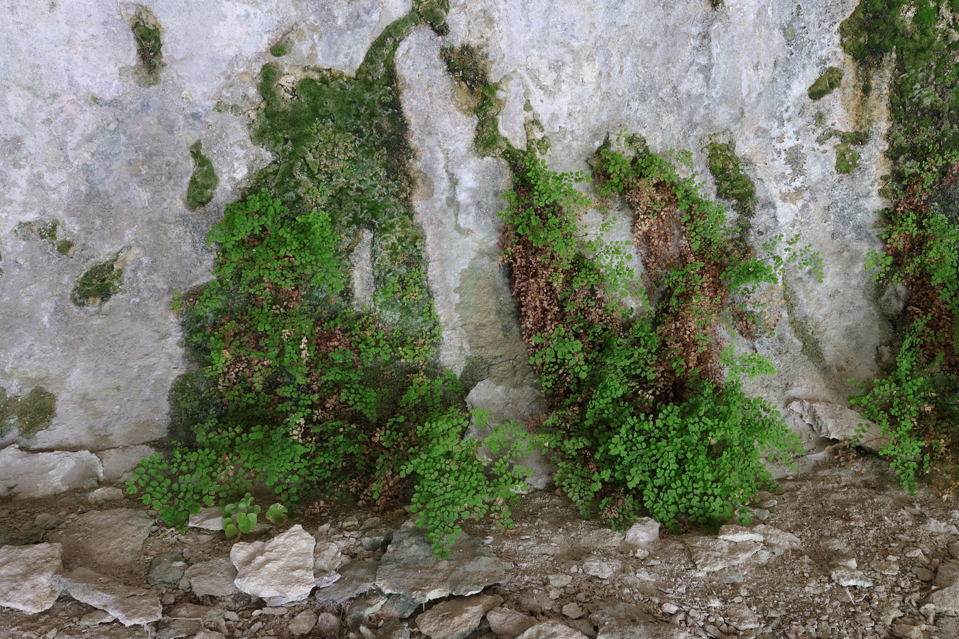 Изображение особи Adiantum capillus-veneris.